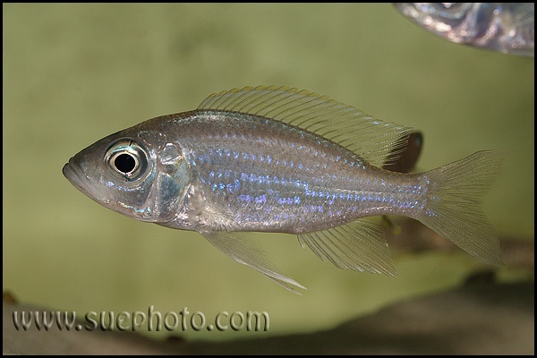 Aulonocranus dewindti 'Cameron Bay'